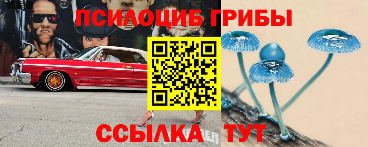 Псилоцибиновые грибы Psilocybine cubensis Камышин
